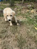 Puppy , a female English Cream Golden Retriever for sale in Port Orchard, WA – 3 of 6