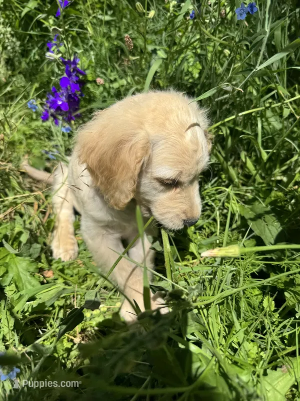 Puppy  – English Cream Golden Retriever puppy for sale in Port Orchard, WA