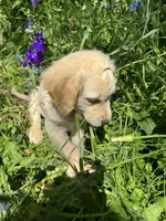 Puppy , a female English Cream Golden Retriever for sale in Port Orchard, WA – 1 of 4