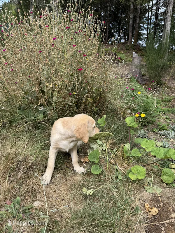 Puppy  – English Cream Golden Retriever puppy for sale in Port Orchard, WA