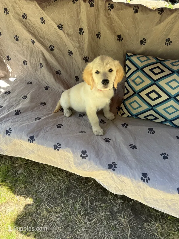 Puppy – English Cream Golden Retriever puppy for sale in Port Orchard, WA