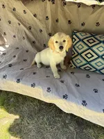 Puppy, a female English Cream Golden Retriever for sale in Port Orchard, WA – 1 of 2