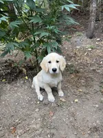 Puppy , a female English Cream Golden Retriever for sale in Port Orchard, WA – 4 of 5