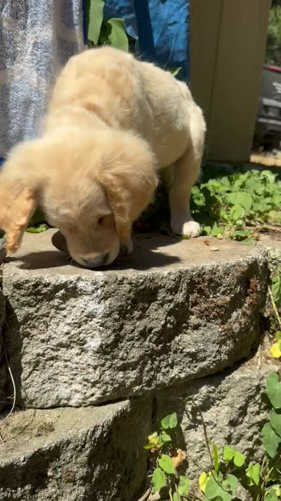 Puppy , a male English Cream Golden Retriever for sale in Port Orchard, WA – 2 of 2