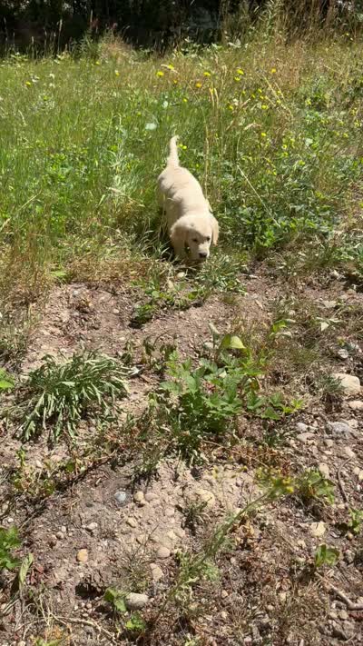 Puppy, a female English Cream Golden Retriever for sale in Port Orchard, WA – 2 of 2