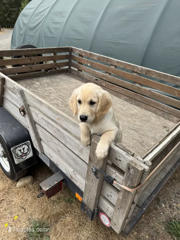 Puppy  – English Cream Golden Retriever puppy for sale in Port Orchard, WA