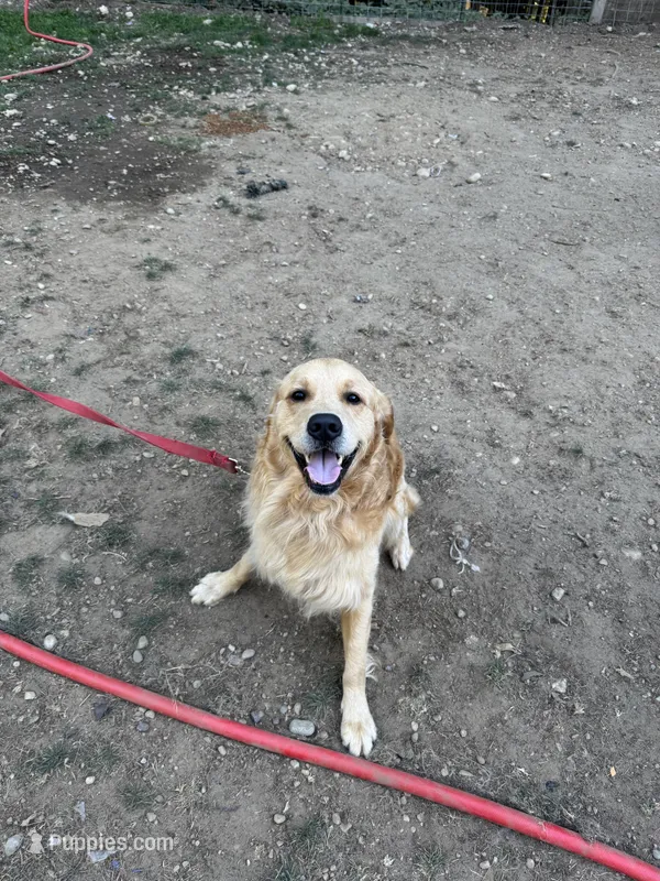 Louie – English Cream Golden Retriever puppy for sale in Port Orchard, WA