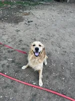 Louie, a male English Cream Golden Retriever for sale in Port Orchard, WA – 1 of 2
