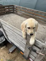 Puppy , a female English Cream Golden Retriever for sale in Port Orchard, WA – 3 of 5