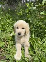 Puppy, a male English Cream Golden Retriever for sale in Port Orchard, WA – 2 of 3