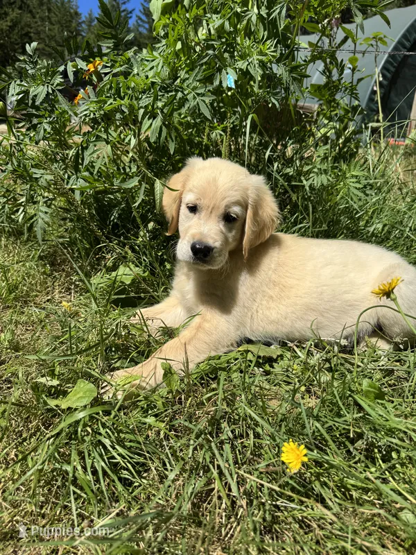 Puppy – English Cream Golden Retriever puppy for sale in Port Orchard, WA