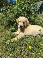 Puppy, a female English Cream Golden Retriever for sale in Port Orchard, WA – 1 of 2