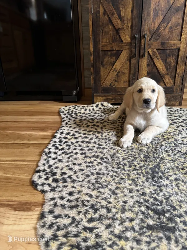 Puppy  – English Cream Golden Retriever puppy for sale in Port Orchard, WA