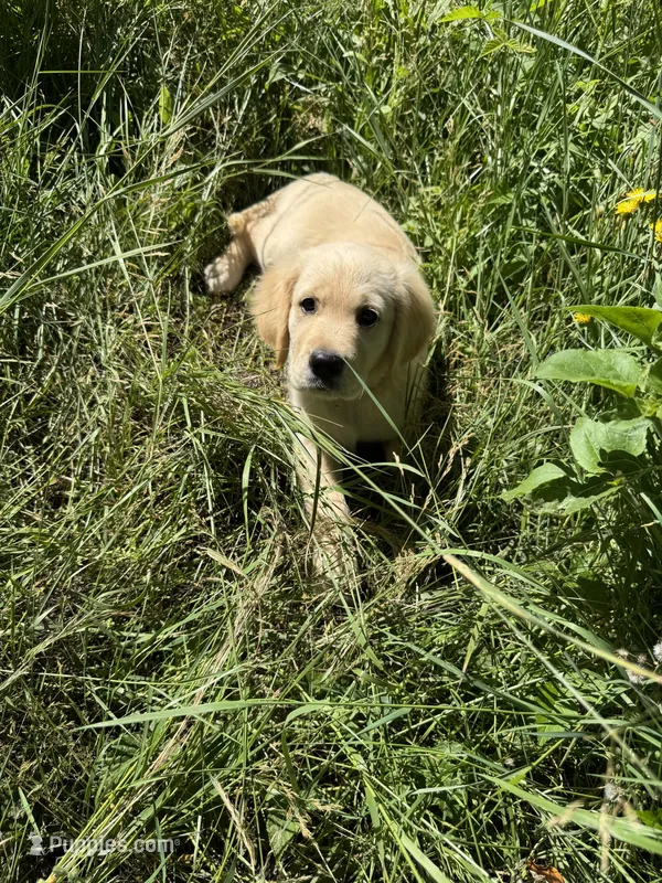 Puppy – English Cream Golden Retriever puppy for sale in Port Orchard, WA