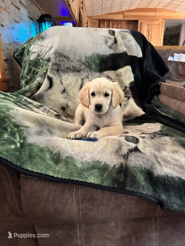 Puppy  – English Cream Golden Retriever puppy for sale in Port Orchard, WA