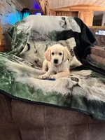 Puppy , a female English Cream Golden Retriever for sale in Port Orchard, WA – 1 of 3