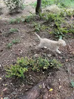 Puppy , a female English Cream Golden Retriever for sale in Port Orchard, WA – 5 of 6