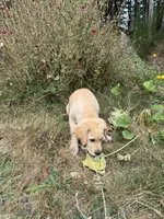 Puppy , a female English Cream Golden Retriever for sale in Port Orchard, WA – 5 of 8