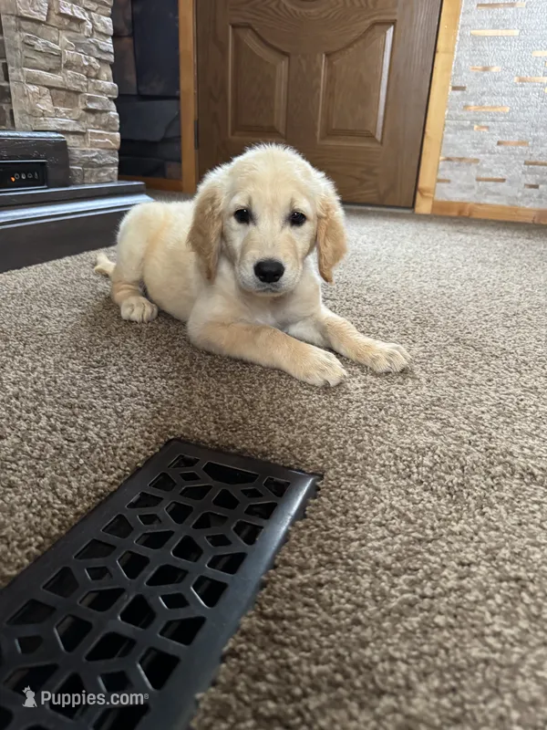 Puppy – English Cream Golden Retriever puppy for sale in Port Orchard, WA