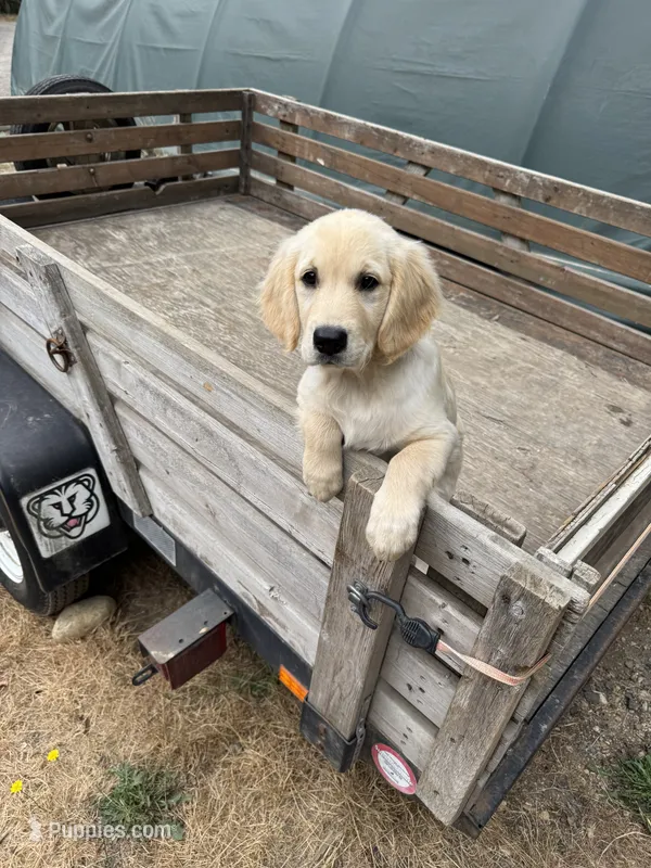 Puppy  – English Cream Golden Retriever puppy for sale in Port Orchard, WA