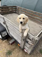 Puppy , a female English Cream Golden Retriever for sale in Port Orchard, WA – 1 of 2