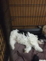 Puppy one, a male Lhasa Apso for sale in Glenoma, WA – Photo 2 of 3