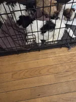 Puppy one, a male Lhasa Apso for sale in Glenoma, WA – Photo 3 of 3