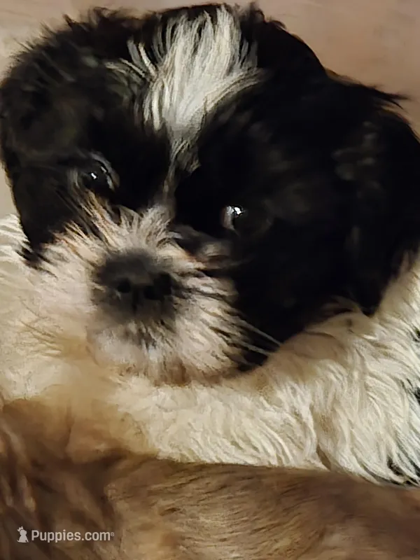 Puppy one – Lhasa Apso puppy for sale in Glenoma, WA