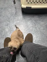 Puppy 2, a male Lhasa Apso for sale in Glenoma, WA – Photo 4 of 4