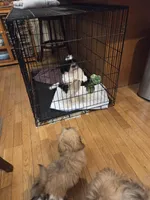 Puppy 2, a male Lhasa Apso for sale in Glenoma, WA – Photo 2 of 4