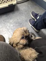 Puppy 2, a male Lhasa Apso for sale in Glenoma, WA – Photo 3 of 4