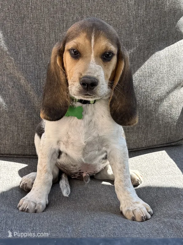 Green collar  – Beagle puppy for sale in Colorado Springs, CO