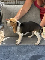 Purple collar, a female Beagle for sale in Colorado Springs, CO – 2 of 2