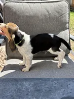 Green collar , a male Beagle for sale in Colorado Springs, CO – 3 of 3