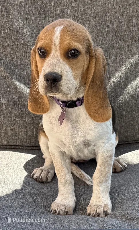 Purple collar – Beagle puppy for sale in Colorado Springs, CO