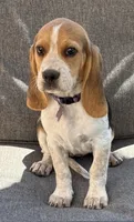 Purple collar, a female Beagle for sale in Colorado Springs, CO – 1 of 2
