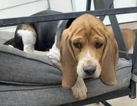 Blue collar , a male Beagle for sale in Colorado Springs, CO – 2 of 3