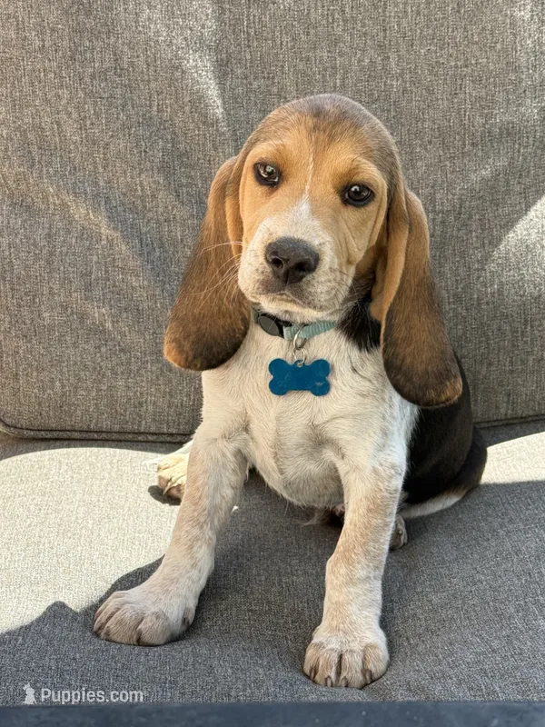 Blue collar  – Beagle puppy for sale in Colorado Springs, CO
