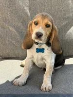 Blue collar , a male Beagle for sale in Colorado Springs, CO – 1 of 3