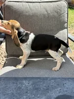 Blue collar , a male Beagle for sale in Colorado Springs, CO – 3 of 3