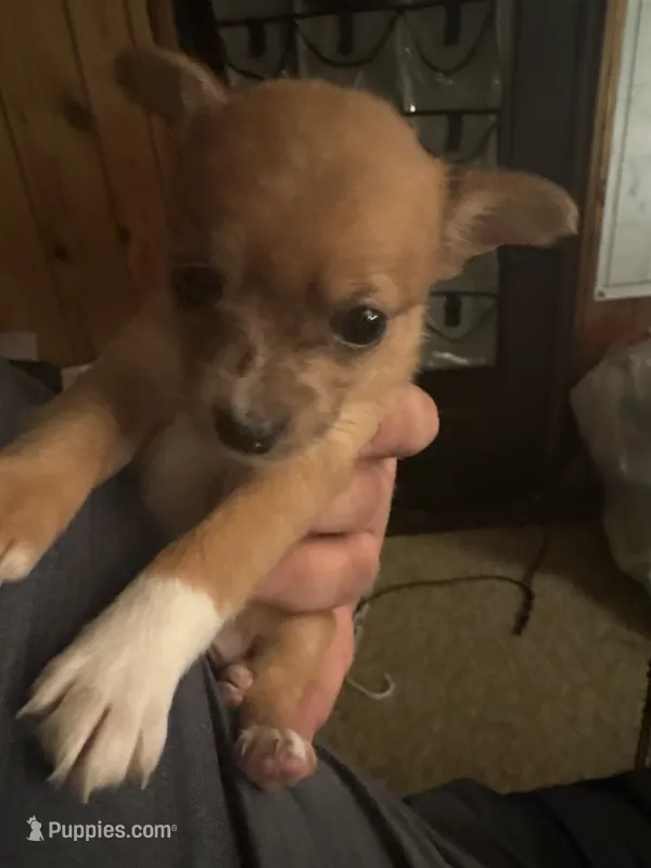 No name (didn’t want to get attached) – Rat Terrier, Chihuahua puppy for sale in Shelton, WA