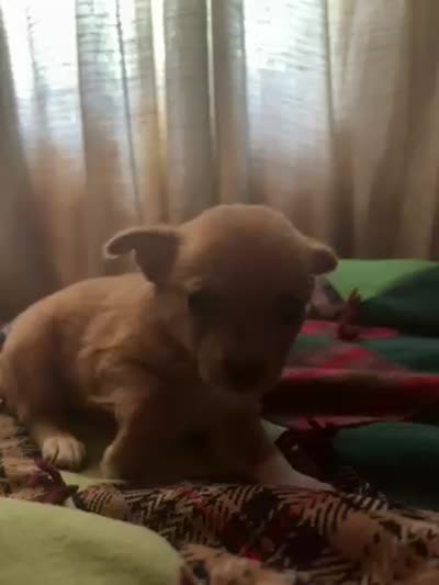 No name (didn’t want to get attached), a male Rat Terrier and Chihuahua for sale in Shelton, WA – 2 of 2