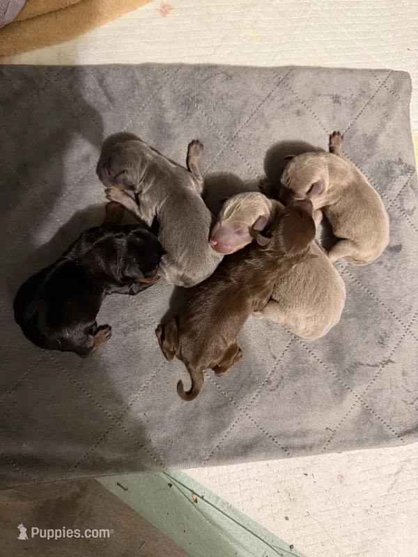 Chocolate male – Miniature Pinscher puppy for sale in Bluefield, VA