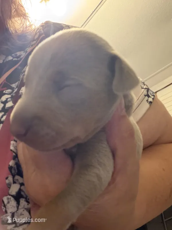 Fawn male – Miniature Pinscher puppy for sale in Bluefield, VA