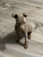 Fawn and tan male, a male Miniature Pinscher for sale in Bluefield, VA – 2 of 2