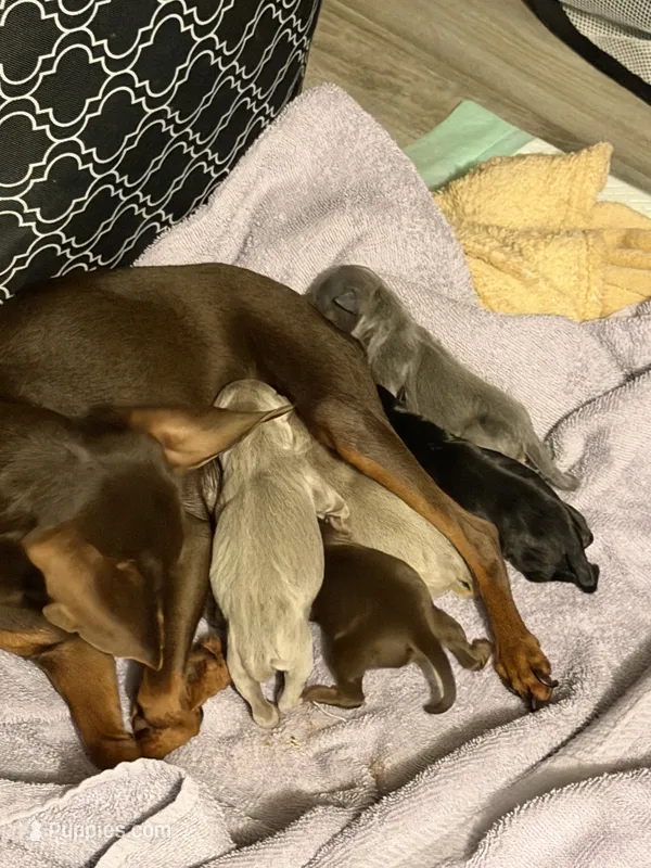 Fawn male – Miniature Pinscher puppy for sale in Bluefield, VA
