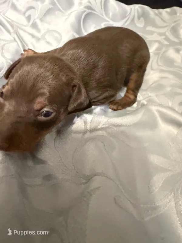 Chocolate male – Miniature Pinscher puppy for sale in Bluefield, VA