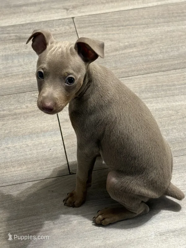 Fawn and tan male – Miniature Pinscher puppy for sale in Bluefield, VA