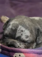 Pua , a female French Bulldog for sale in Thornton, CO – 2 of 7