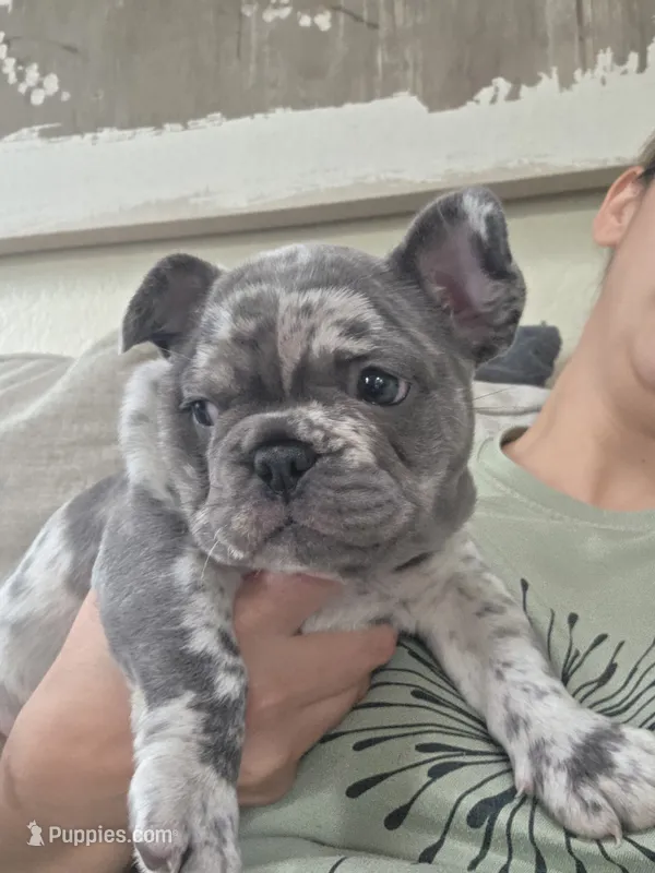 Pua – French Bulldog puppy for sale in Thornton, CO